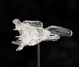 PRE ORDER figma Dobkeratops