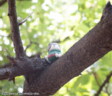 PRE ORDER MEGA CAT PROJECT NARUTO - NYARUTO! Come here Sasuke-kun ～ (Repeat) [Box of 8]